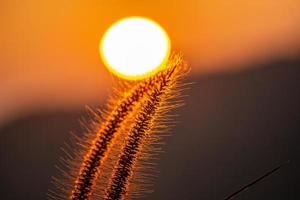 de zon raakt het gras. de bloem heeft een licht oranje tint van de zon. foto