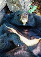 Aziatische zwarte beer of Aziatische zwarte beer of selenarctos thibetanus rust overdag in de buurt van het hout. foto