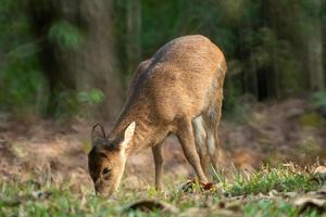 natuurlijke herten in het natuurreservaat thung kramang, provincie chaiyaphum, thailand foto