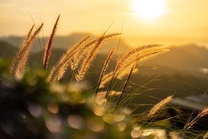 oranje licht van de zon dat door de vezels van de grasbloemen schijnt. de voorgrond heeft een bokeh van groene bladeren. foto