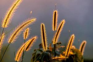 de zon raakt het gras. de bloem heeft een licht oranje tint van de zon. foto