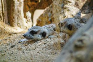 meerkat is in de schaduw op het zand. en naar iets kijken foto