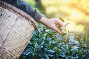 man oogst plukken verse groene theebladeren op hoogland theeveld in chiang mai thailand - lokale mensen met landbouw in hoogland natuur concept foto