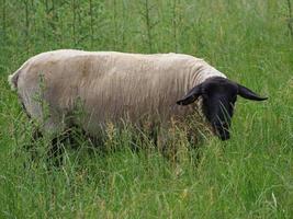 schapen op een veld in duitsland foto