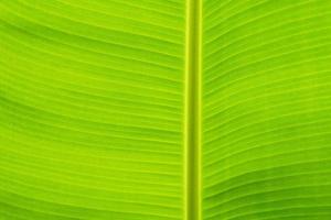 mooie groene bananenblad achtergrondverlichting zon textuur achtergrondpatroon foto