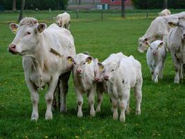 witte koeien in Westfalen foto