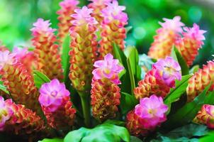 curcuma petiolata bekend als juweel van thailand, siam tulp, pastel verborgen gember, verborgen lelie of koninginlelie, is een plant van de zingiberaceae of gemberfamilie. het is inheems in Thailand en Maleisië foto