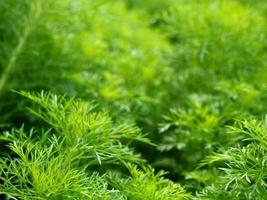 foto van planten in de tuin, kan worden gebruikt voor behang of achtergrond.