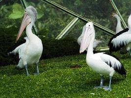 afbeelding van pelikanen, een geslacht van grote watervogels die deel uitmaken van de familie pelecanidae foto