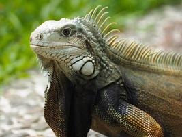 foto van leguaan een soort reptiel op een dierentuin