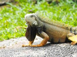 foto van leguaan een soort reptiel op een dierentuin