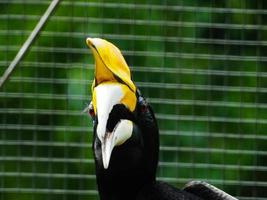 foto van neushoornvogel of buceros in een dierentuin