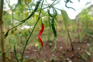 hete chilipepers groeiende plant. rode en groene chili pepers plant foto