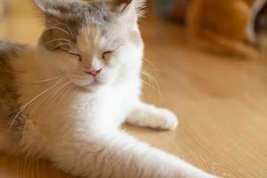 kat slapen op een houten tafel. slapende kat foto