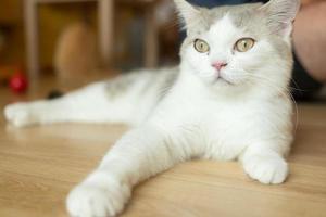 schattige kat rondkijken, concept van huisdieren, huisdieren. close-up portret van een kat die zit rond te kijken foto