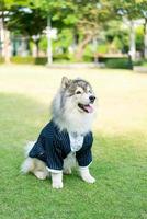 Siberische husky hond met kleren foto