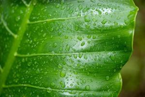 close-up van dauwdruppels op een groen blad foto