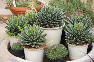 agave plant in pot decoratief foto