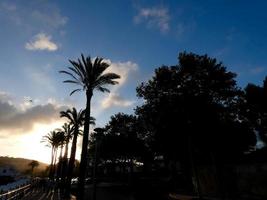 verlichte palmbomen aan de catalaanse costa brava, spanje foto