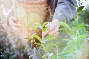 man oogst plukken verse groene theebladeren op hoogland theeveld in chiang mai thailand - lokale mensen met landbouw in hoogland natuur concept foto