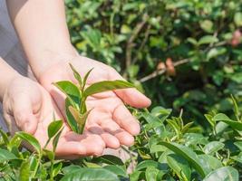 de handen van de vrouw beschermen het vasthouden van groen theeblad op theeplantage foto