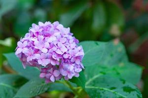 close-up van hortensia bloem bloeien in de tuin foto