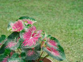 mooie caladium bicolor of koningin van de bladplanten in de tuin foto