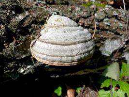 fomes fomentarius paddenstoelen, algemeen bekend als de tondelschimmel foto