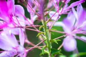 cleome ruzieriana bloem foto