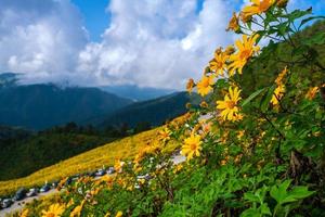 Mexicaanse zonnebloem in tung bua tong foto