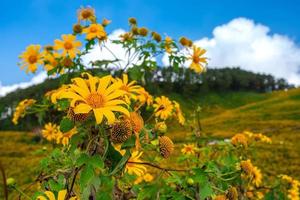 Mexicaanse zonnebloem in tung bua tong foto