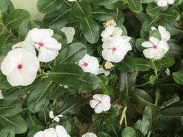 mooie bloem witte en roze kleur met bladgroen natuur achtergrond verse natuurlijke selectieve focus foto