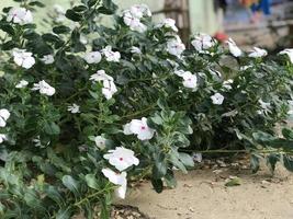 mooie bloem witte en roze kleur met bladgroen natuur achtergrond vers natuurlijk foto