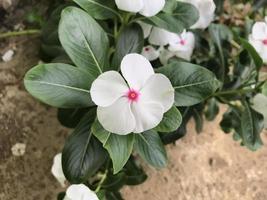 mooie bloem witte en roze kleur met bladgroen natuur achtergrond vers natuurlijk foto
