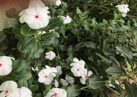 mooie bloem witte en roze kleur met bladgroen natuur achtergrond vers natuurlijk foto