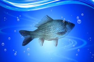 vissen in diepblauw watermeer foto