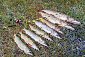 vissen. grote snoek in handen. foto