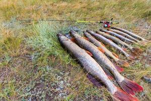 vissen. grote snoek in handen. foto