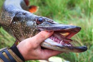 vissen. grote snoek in handen. foto