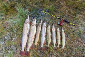 vissen. grote snoek in handen. foto