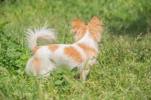 de chihuahua-hond is wit met rode vlekken. de hond staat in het gras. de hond is terug. foto