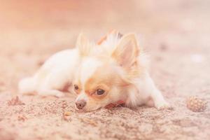 de pup ligt op het zand. een hond van het ras mini chihuahua, wit van kleur met rode vlekken. foto