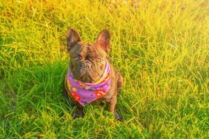 een jonge franse bulldog hond zit op groen gras. halloween, een hond in een bandana. foto