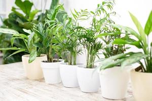 kamerplanten in een stijlvol interieur van een kamer thuis in potten. het concept van thuis tuinieren. gezellige inrichting voor een huis met een thuisjungle. groene tuin. foto