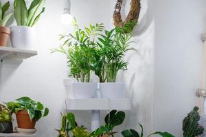 kamerplanten in een stijlvol interieur van een kamer thuis in potten. het concept van thuis tuinieren. gezellige inrichting voor een huis met een thuisjungle. groene tuin. foto