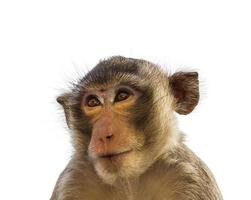 makaak aap geïsoleerd op wit