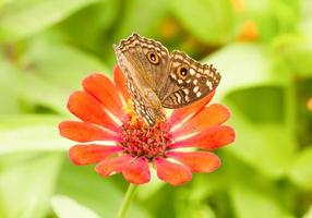 citroen viooltje vlinder op een Mexicaanse zonnebloem foto