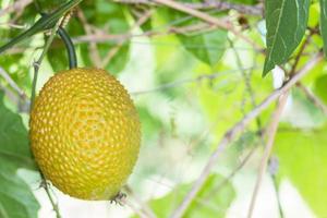 lente bittere komkommer of gac fruit foto