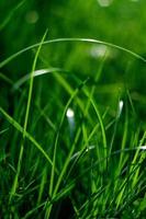 kleurrijke verse groene jonge gazon gras close-up foto