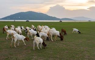 kudde en geiten wandelen in de weide bij zonsondergang, lopburi thailand foto